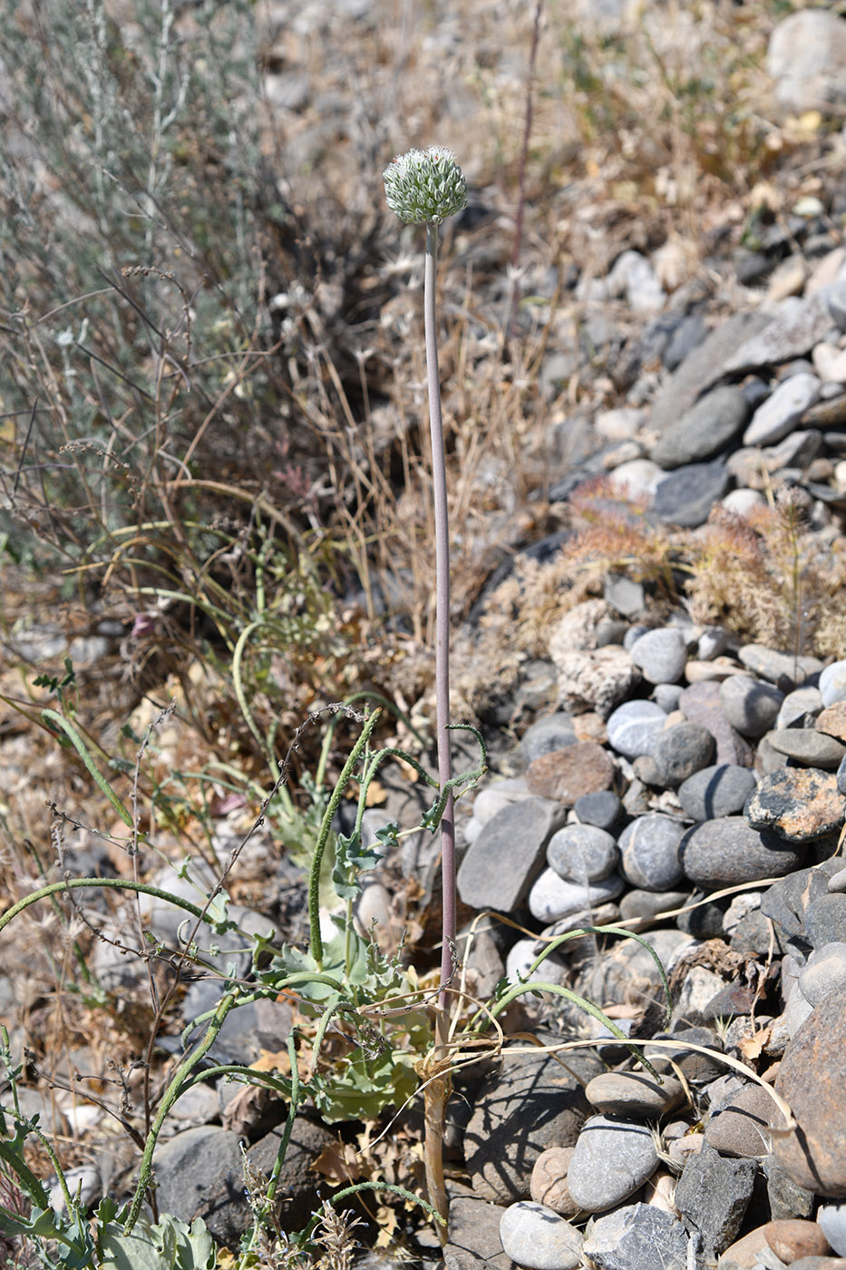 Image of Allium filidens specimen.