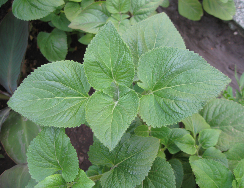 Изображение особи Ageratum houstonianum.