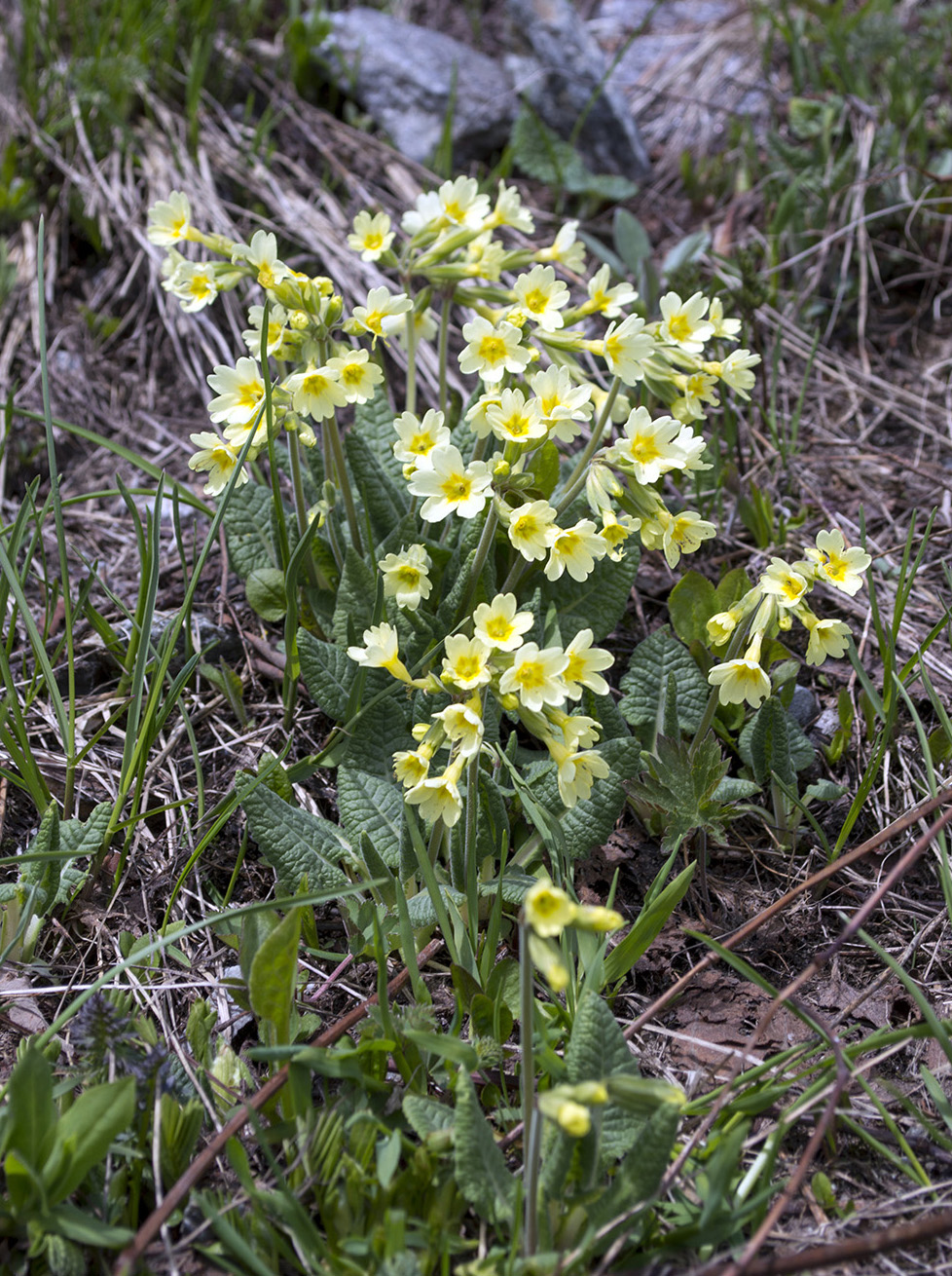 Image of Primula cordifolia specimen.