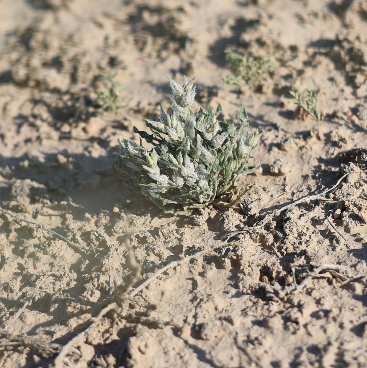 Image of Lachnoloma lehmannii specimen.