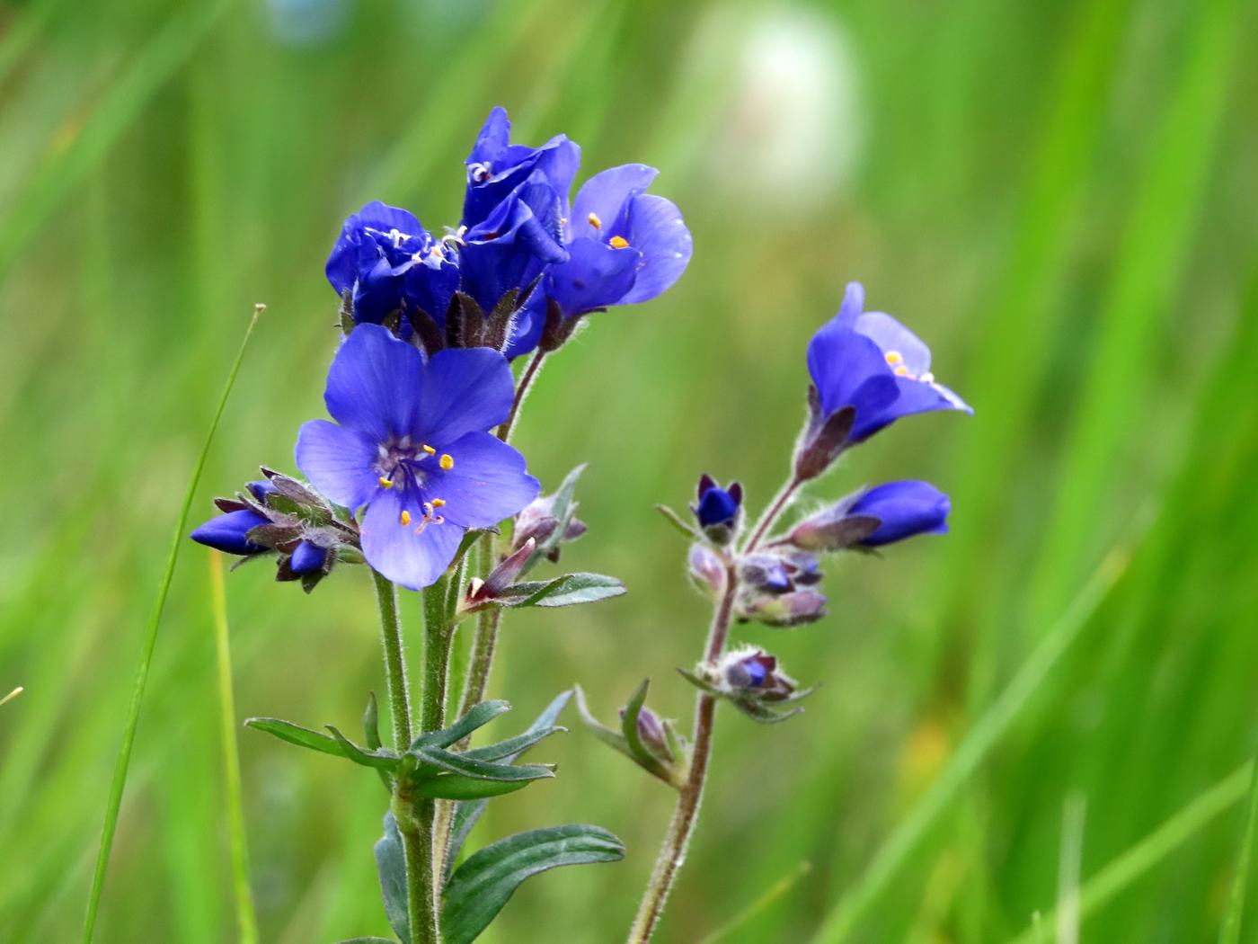 Image of Polemonium caucasicum specimen.