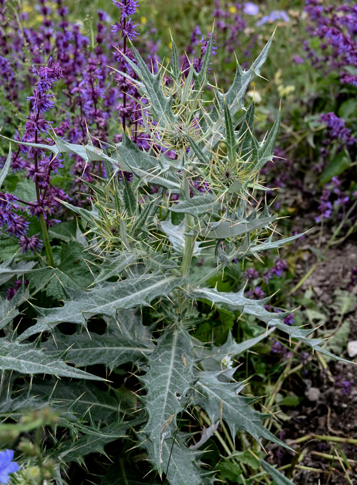 Image of Cirsium argillosum specimen.