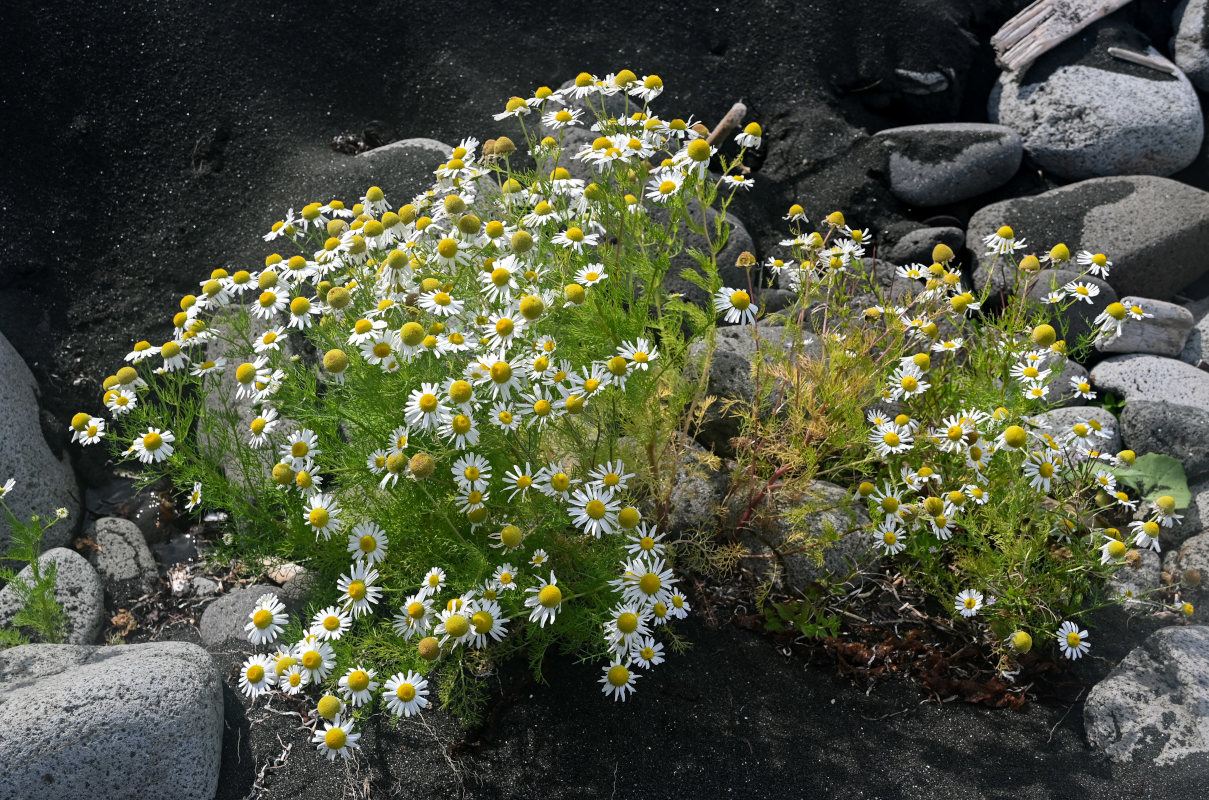 Изображение особи Tripleurospermum tetragonospermum.