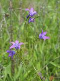 Campanula patula