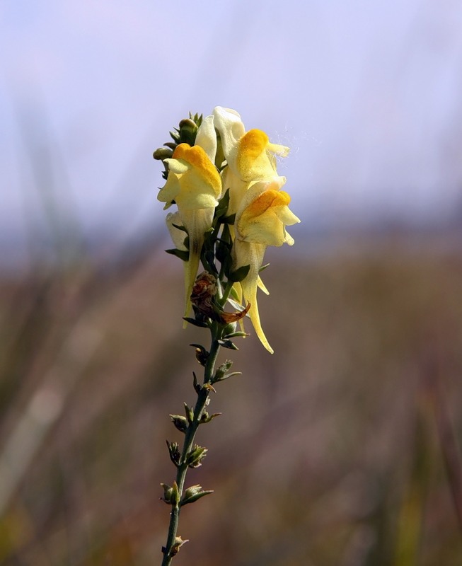 Изображение особи Linaria acutiloba.