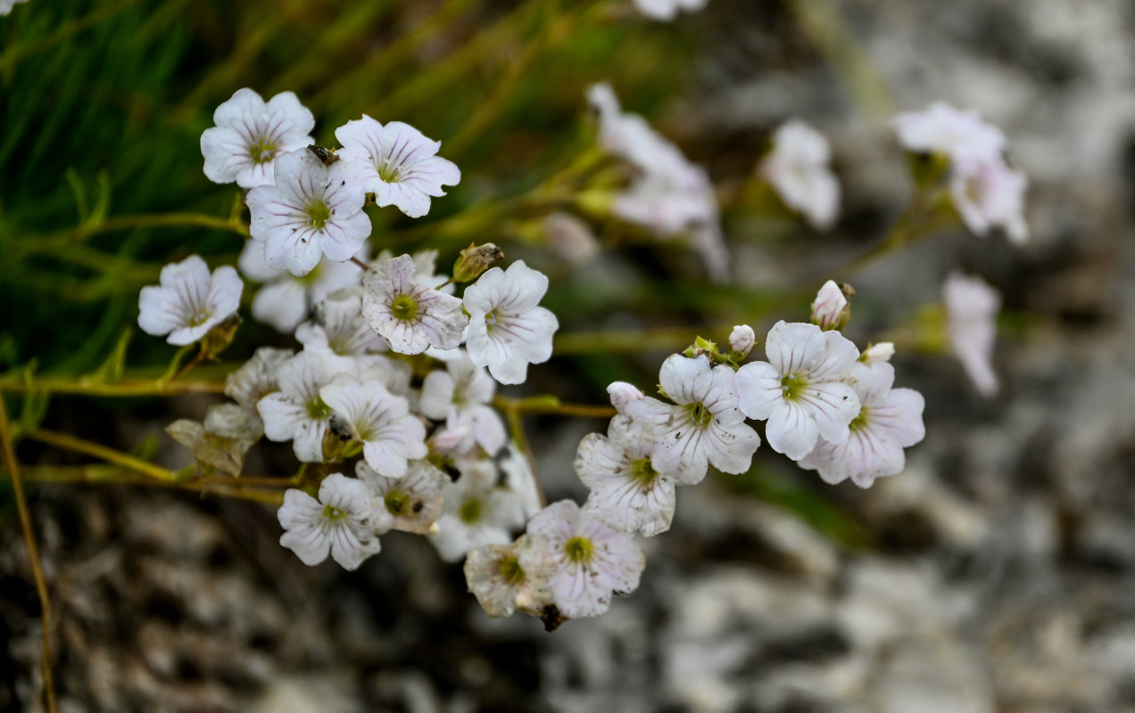 Image of Gypsophila tenuifolia specimen.