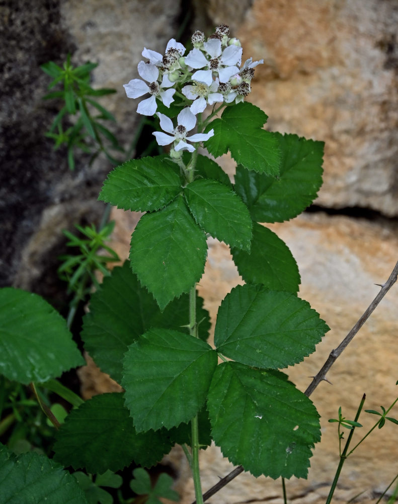 Изображение особи Rubus sanctus.