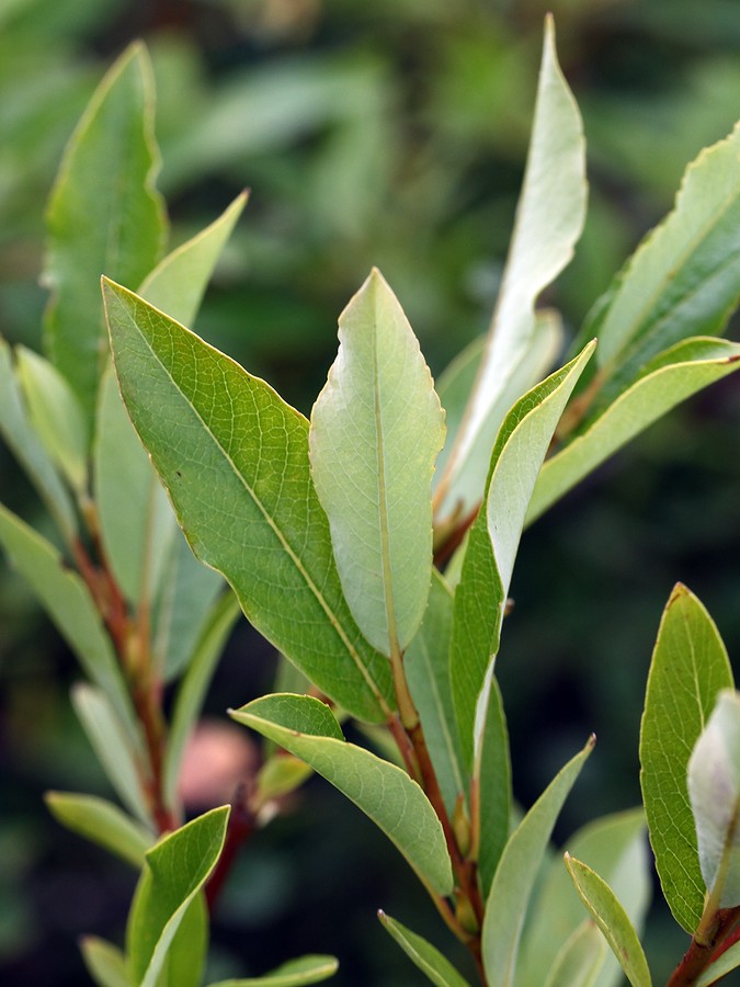 Image of Salix phylicifolia specimen.