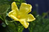 View full-size image Momordica charantia