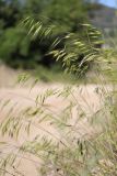 Bromus squarrosus