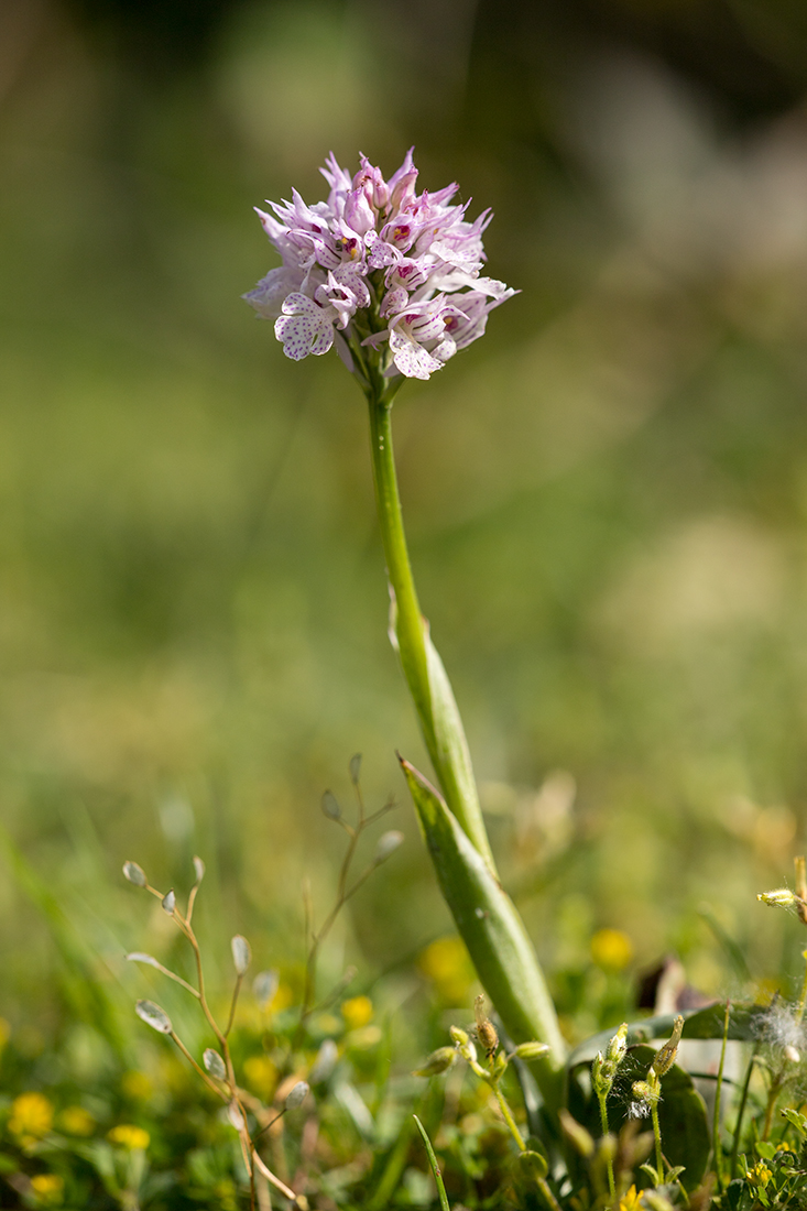 Изображение особи Neotinea tridentata.