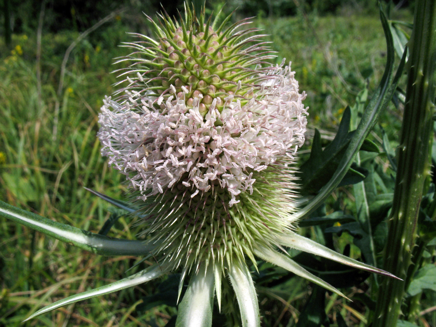 Image of Dipsacus laciniatus specimen.