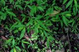 Oplismenus undulatifolius. Вегетирующие растения. Грузия, Аджария, национальный парк \"Мтирала\", широколиственный лес. 17.06.2023.