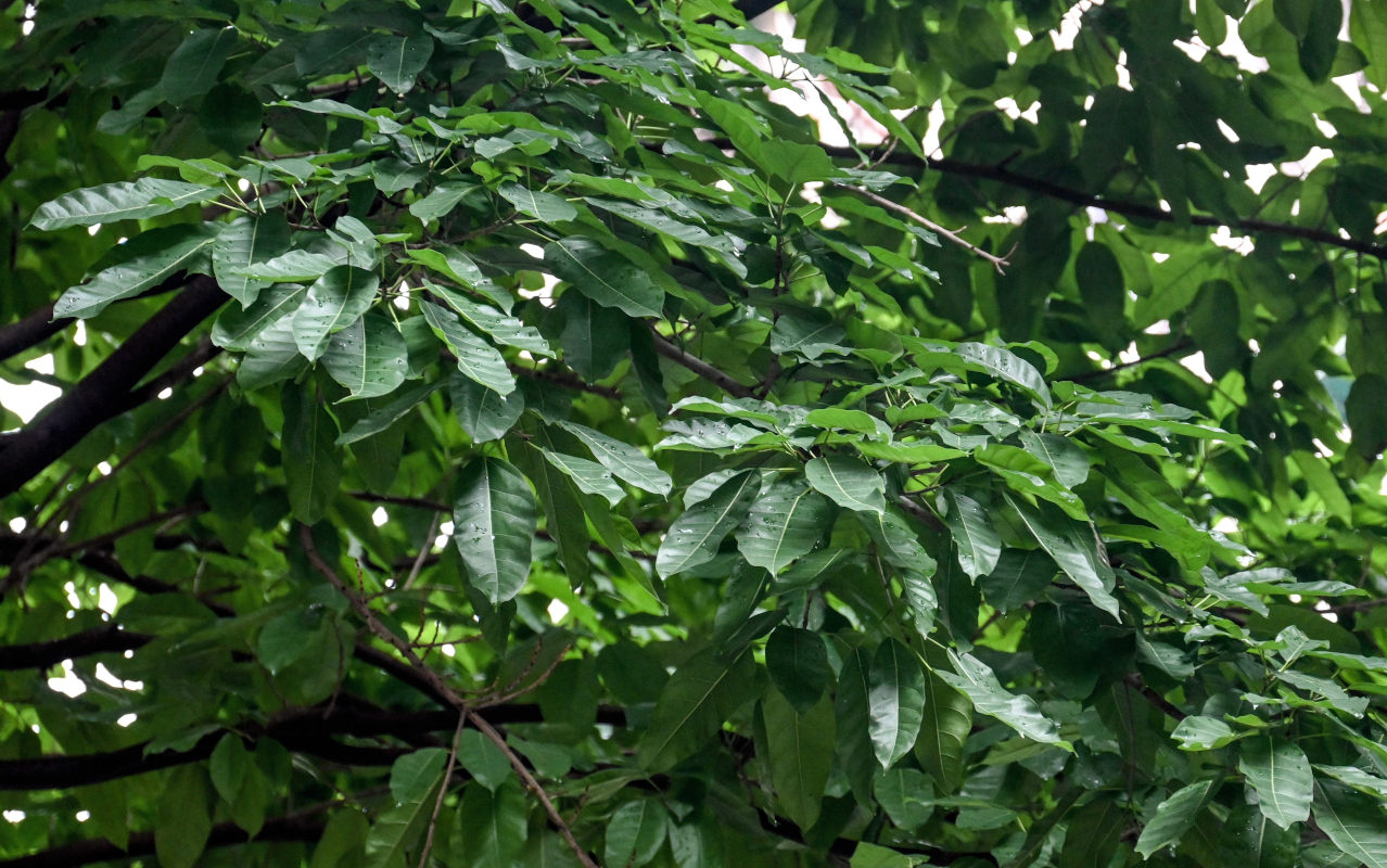 Изображение особи Ficus virens.