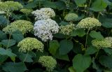 Hydrangea arborescens. Верхушки ветвей с соцветиями. Костромская обл., г. Кострома, в культуре. 29.06.2024.