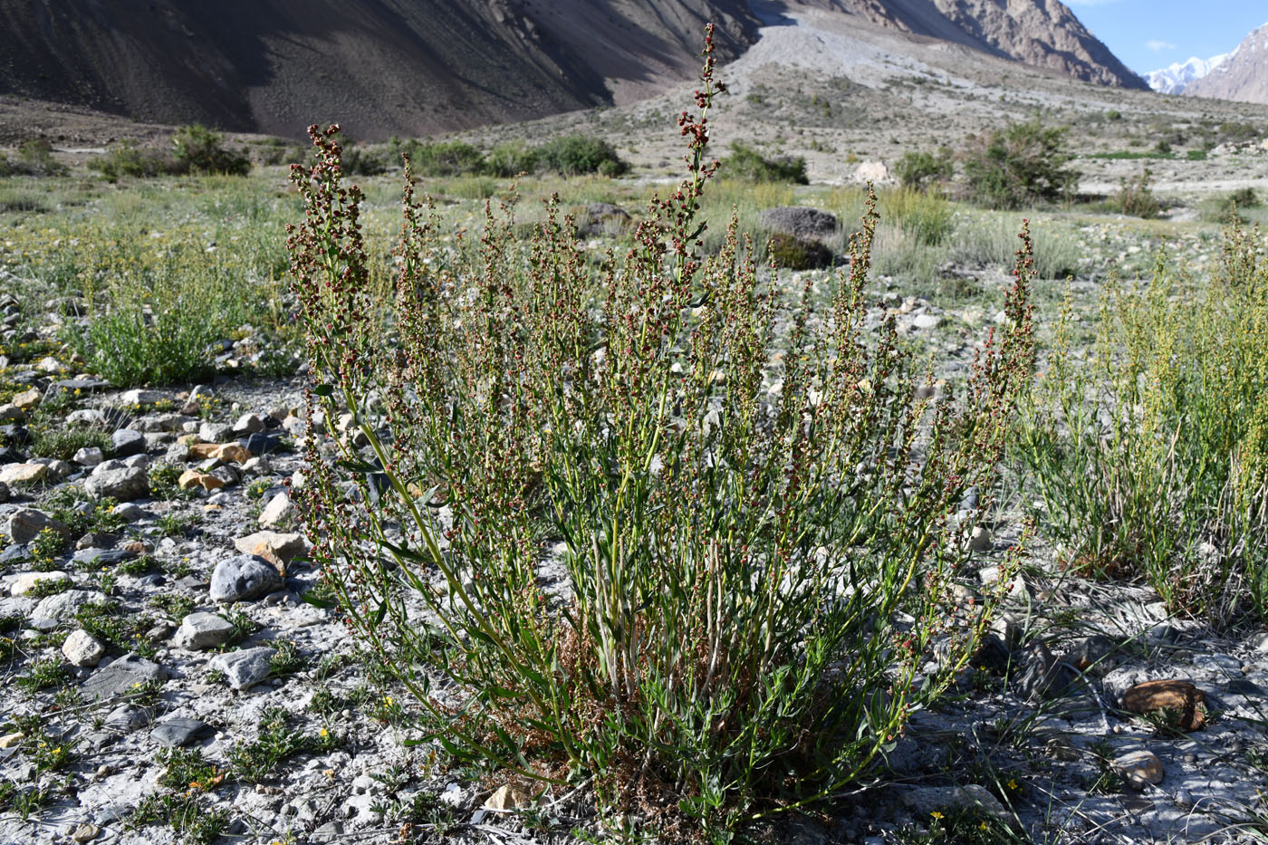 Image of Artemisia pamirica specimen.