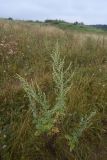 Artemisia absinthium