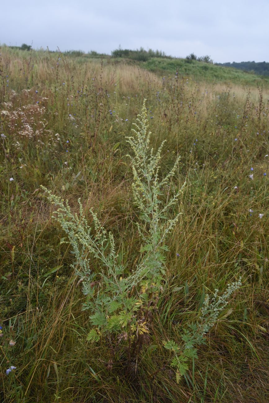 Image of Artemisia absinthium specimen.