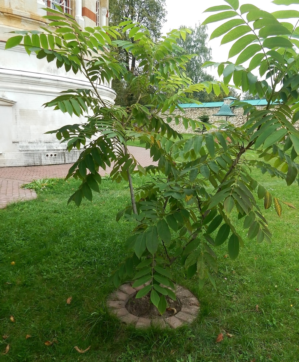 Изображение особи род Juglans.