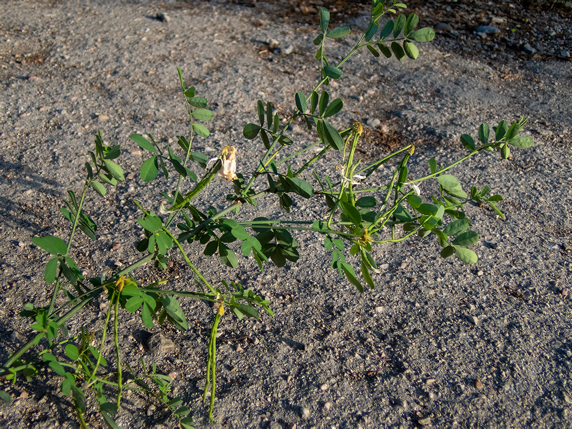 Изображение особи Hippocrepis emeroides.