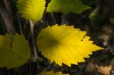 genus Ulmus. Лист в осенней окраске с муравьём. Самарская обл., Жигулёвский заповедник, гора Стрельная, лиственный лес. 06.09.2023.