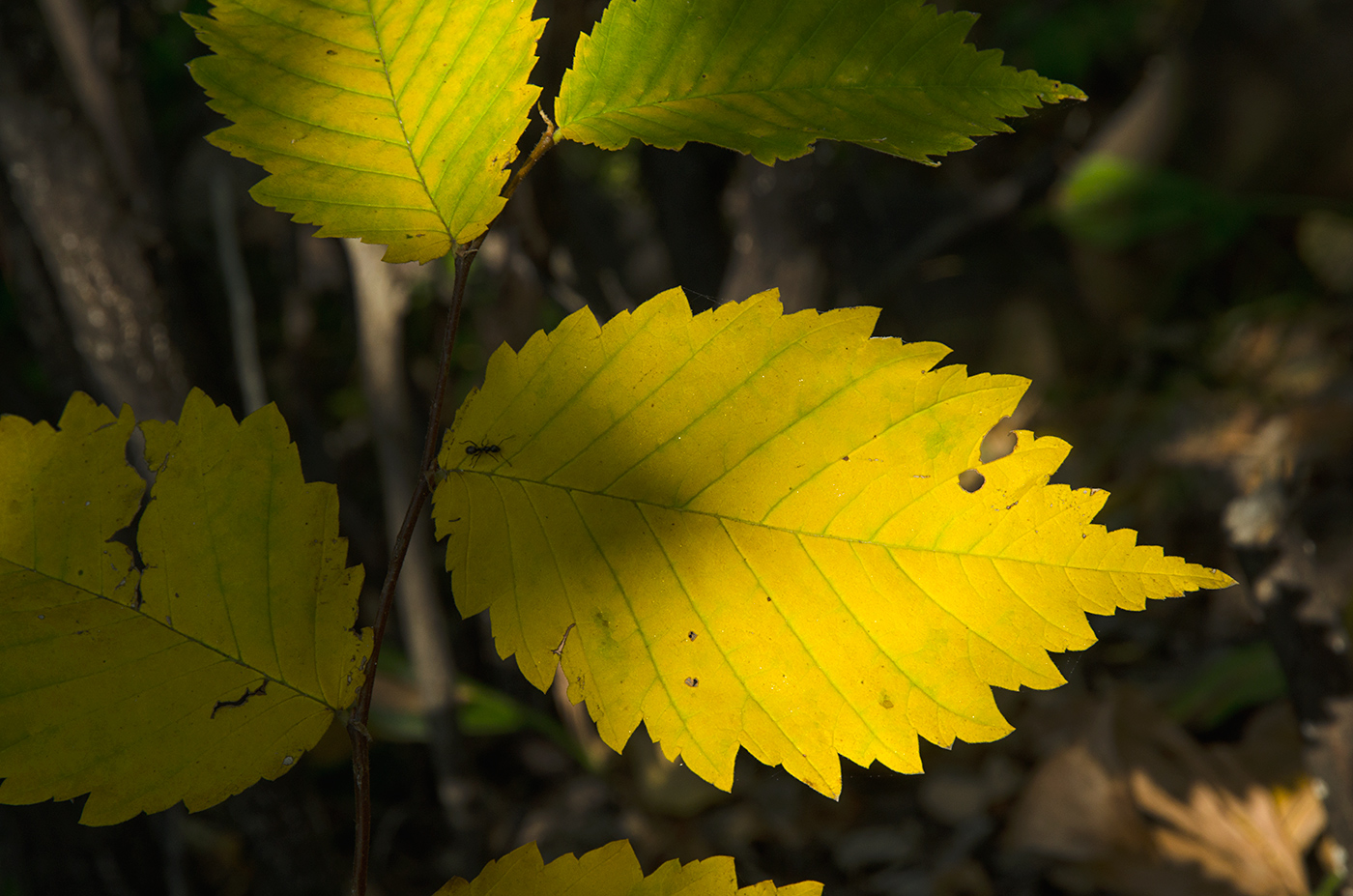 Image of genus Ulmus specimen.