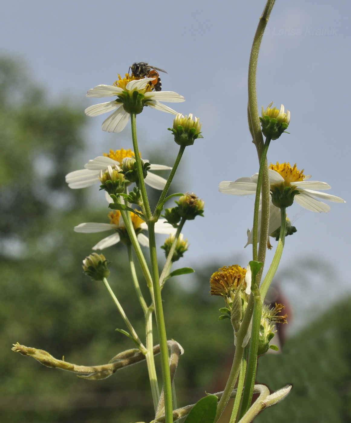 Изображение особи Bidens alba.