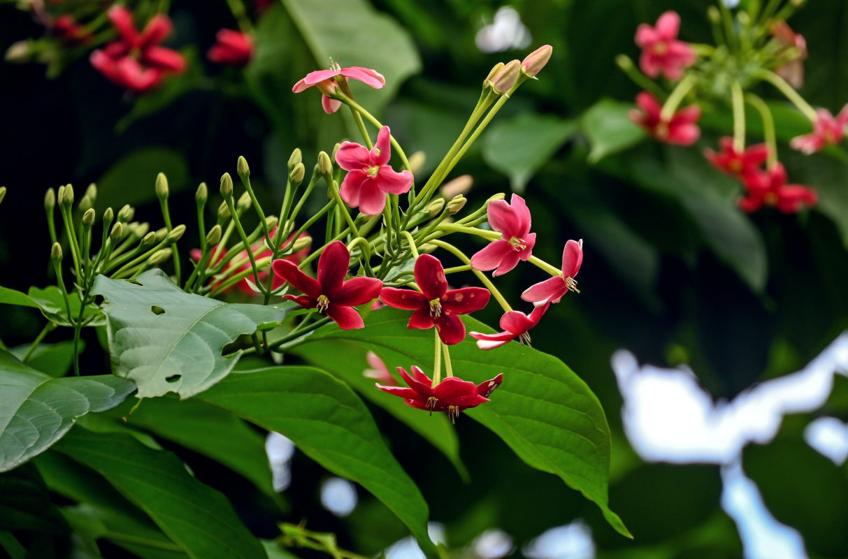 Изображение особи Combretum indicum.