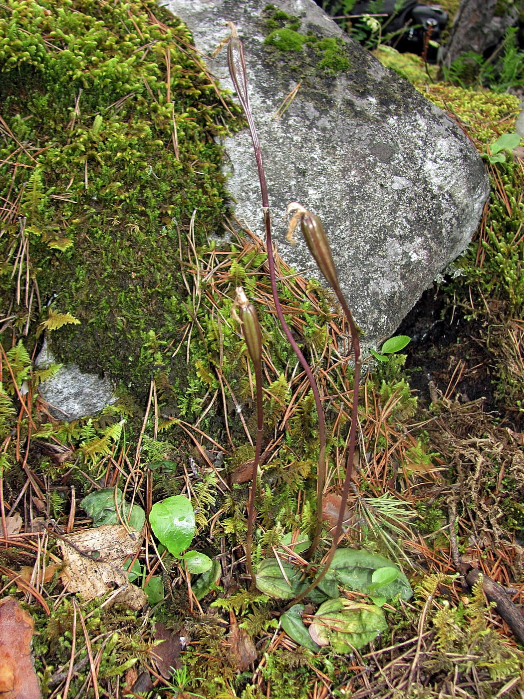 Image of Calypso bulbosa specimen.