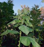 Смотреть изображение Nicotiana tabacum