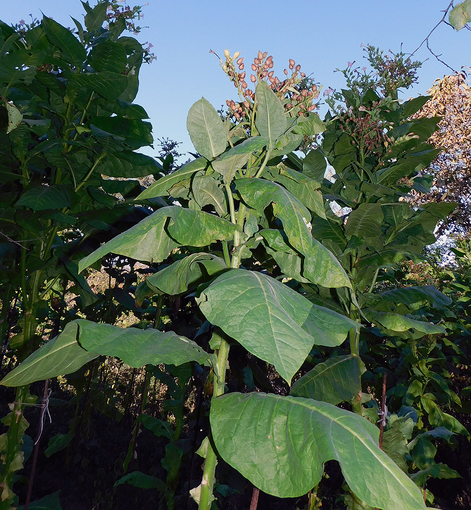 Изображение особи Nicotiana tabacum.