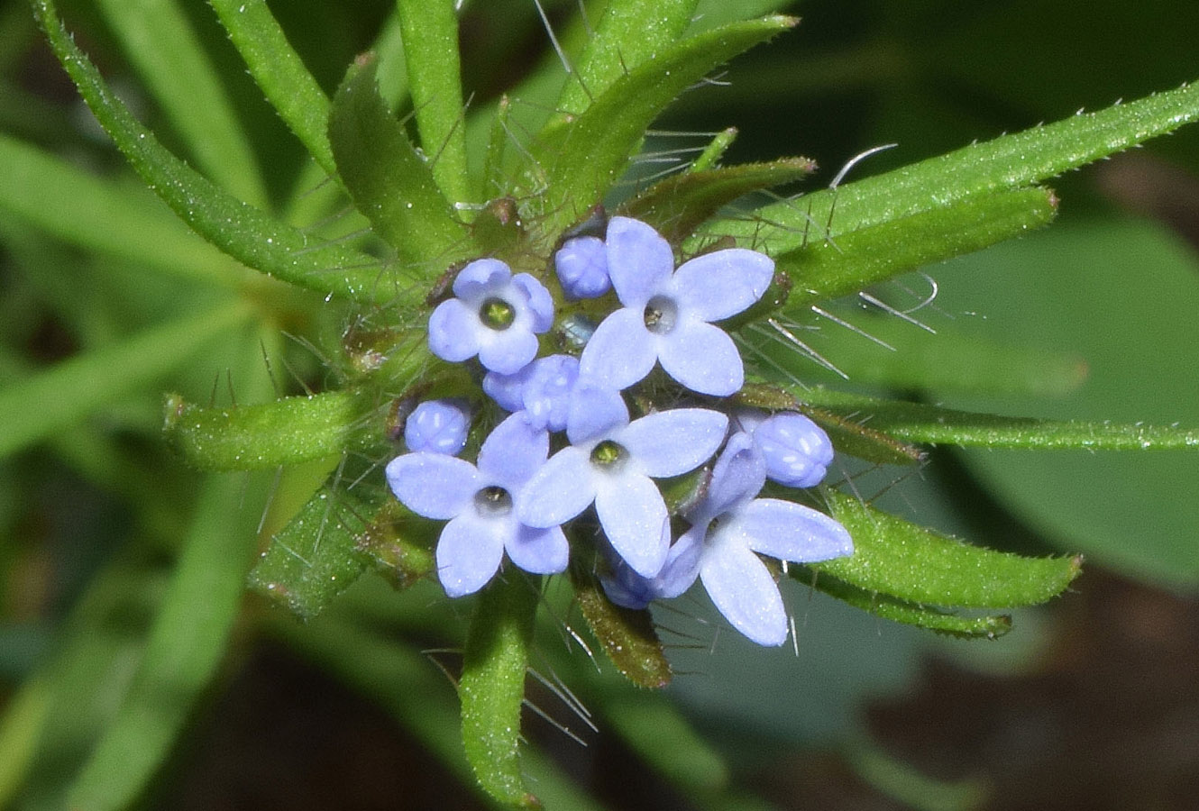 Изображение особи Asperula arvensis.