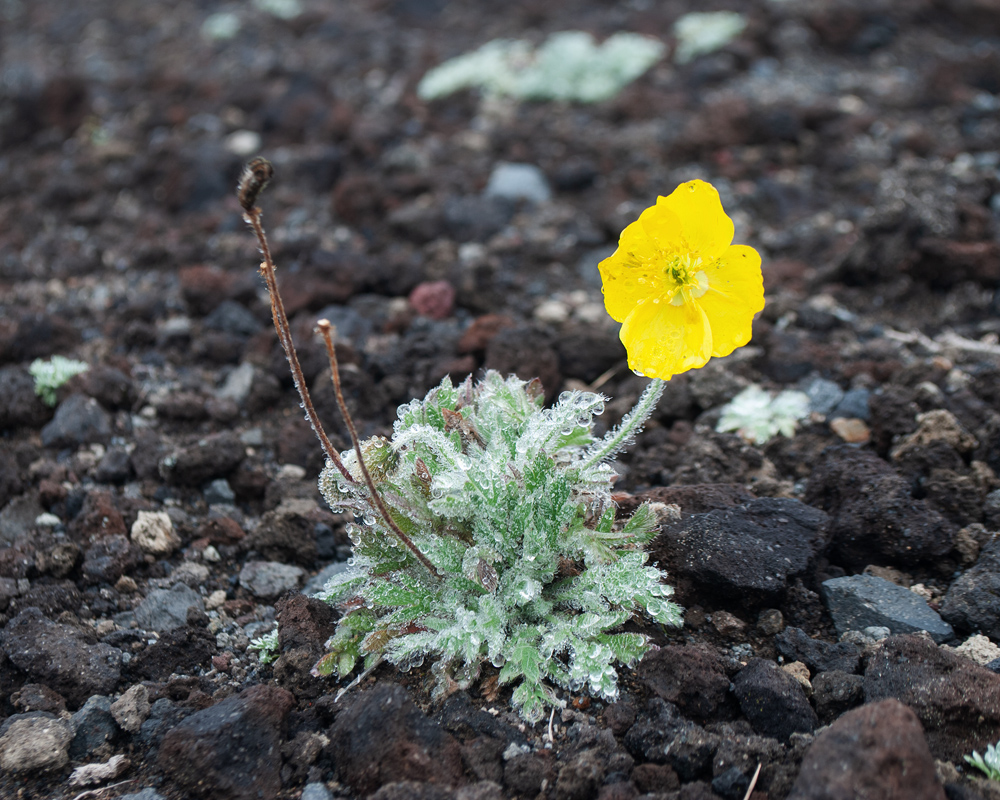 Изображение особи Papaver microcarpum.