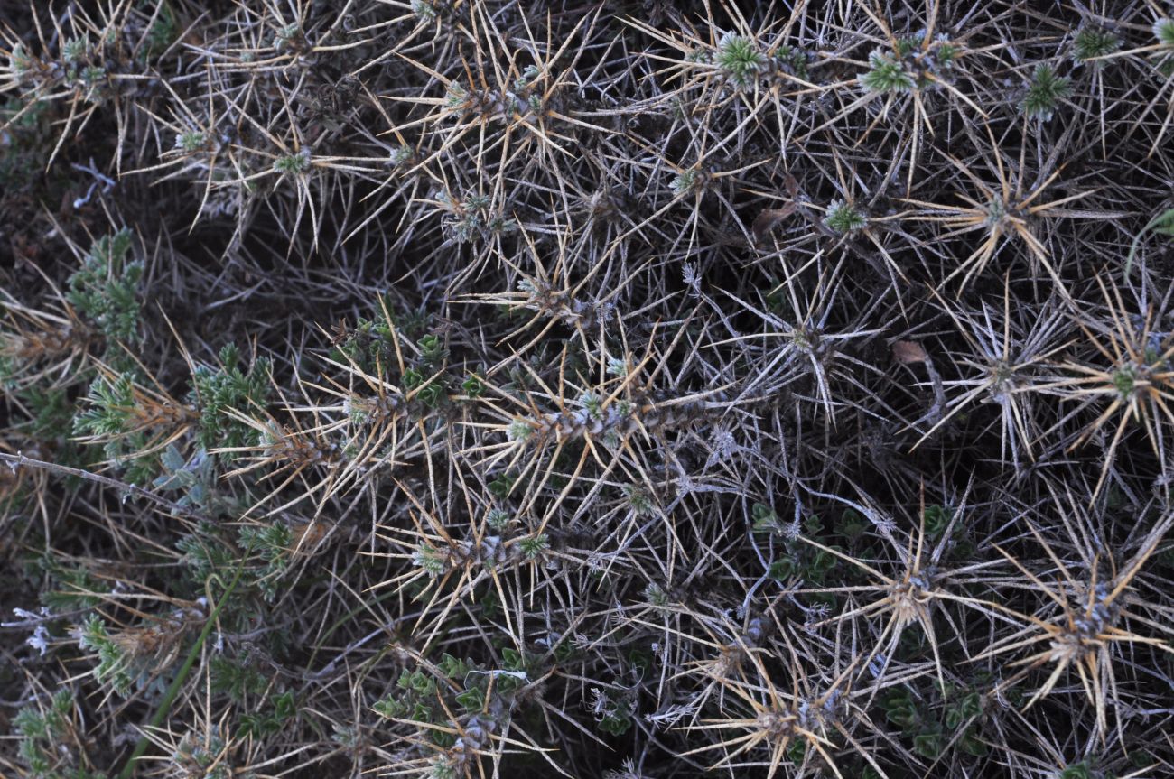 Image of genus Astragalus specimen.