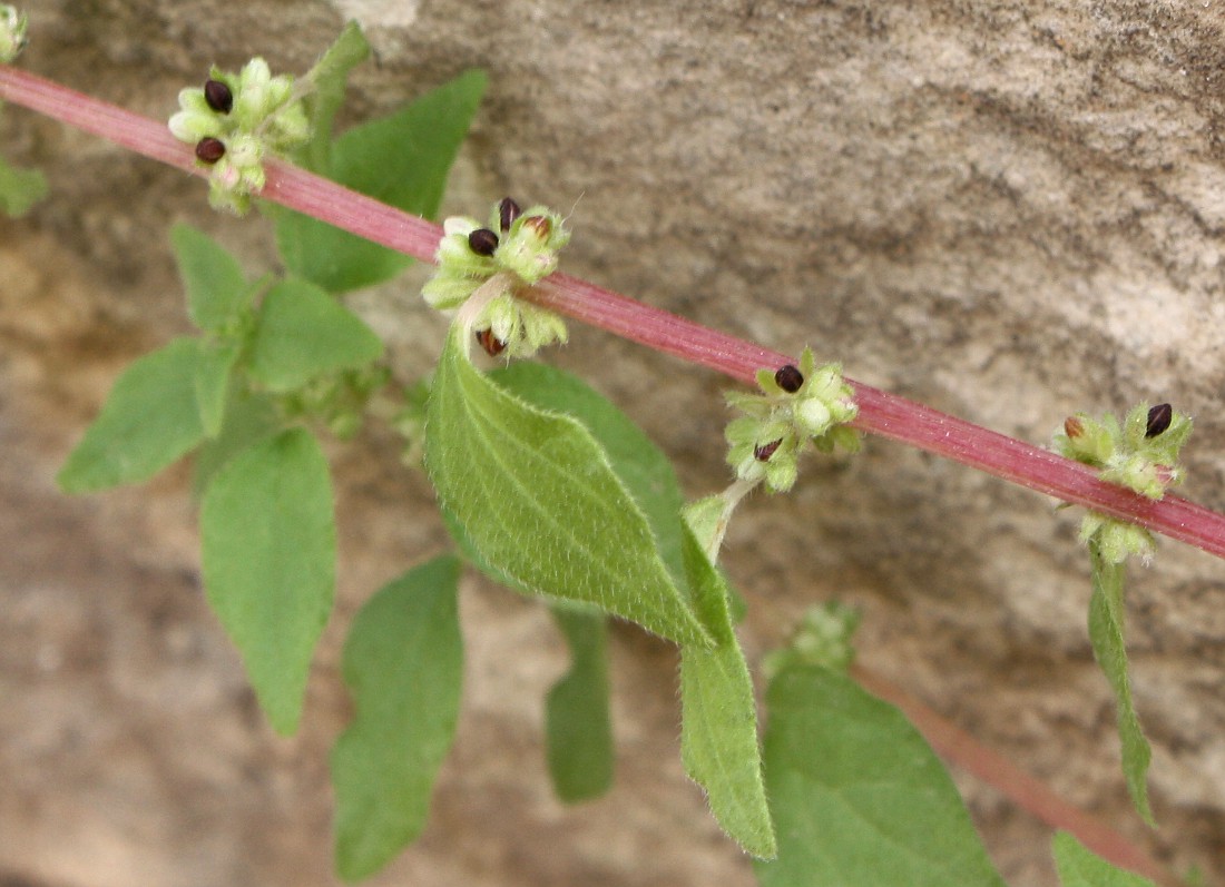 Изображение особи Parietaria lusitanica.