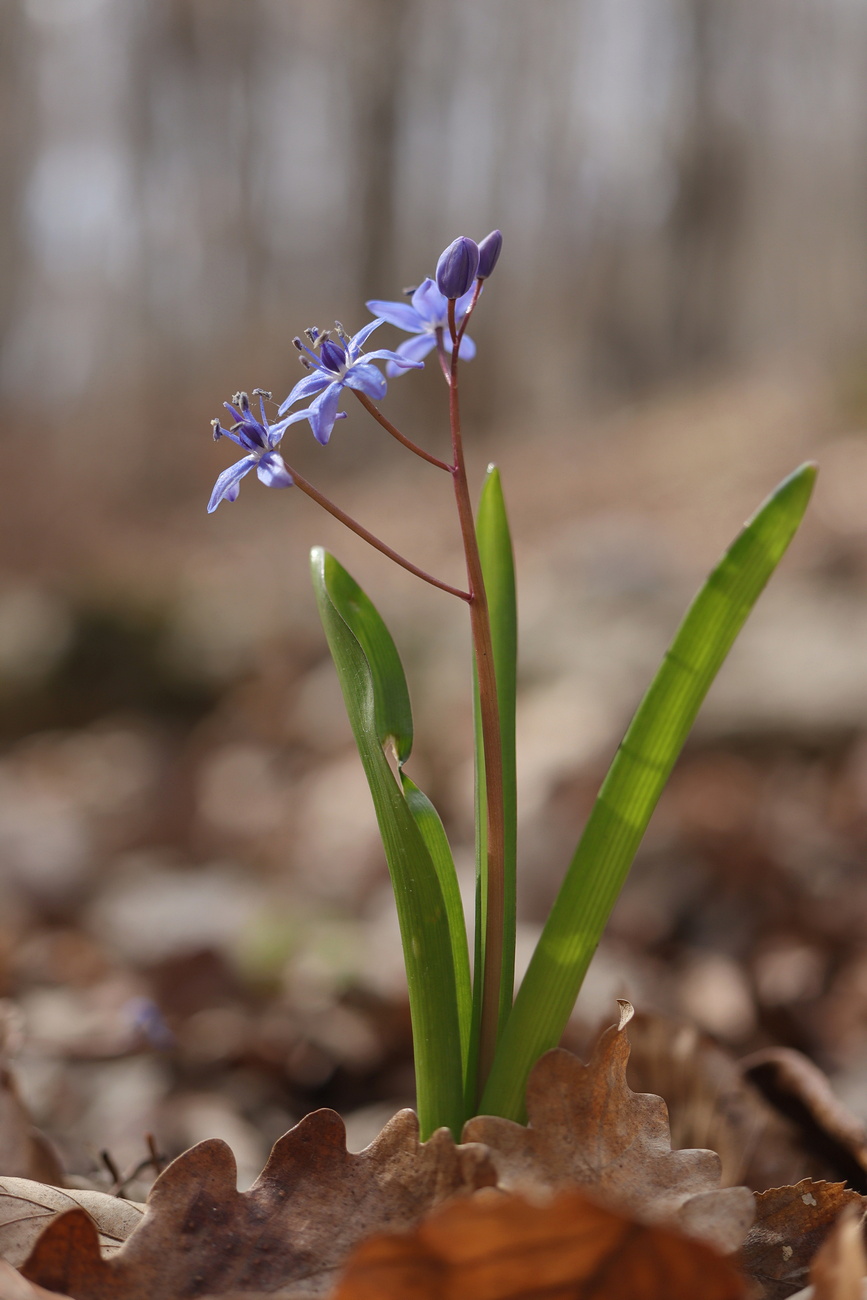 Изображение особи Scilla bifolia.