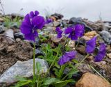 Viola altaica