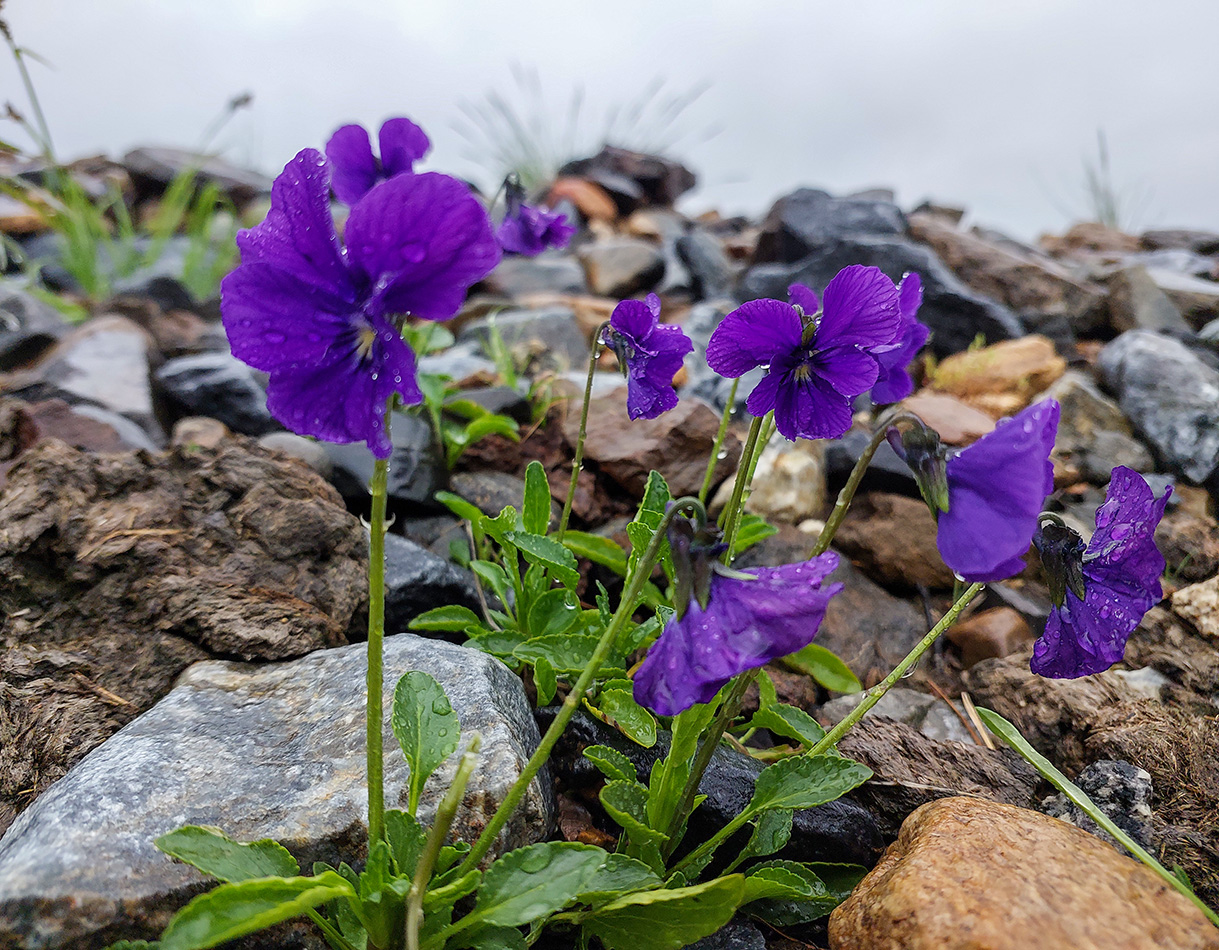Image of Viola altaica specimen.