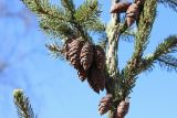 genus Picea