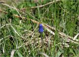 View full-size image Muscari botryoides