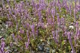View full-size image Psylliostachys suworowii