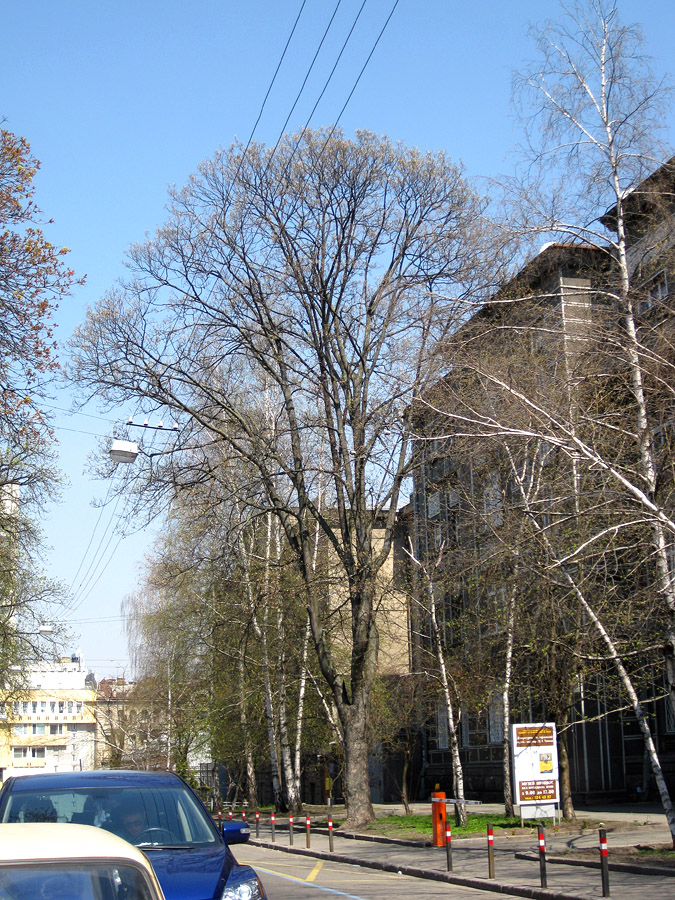 Image of Acer pseudoplatanus specimen.