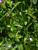 View full-size image genus Geranium