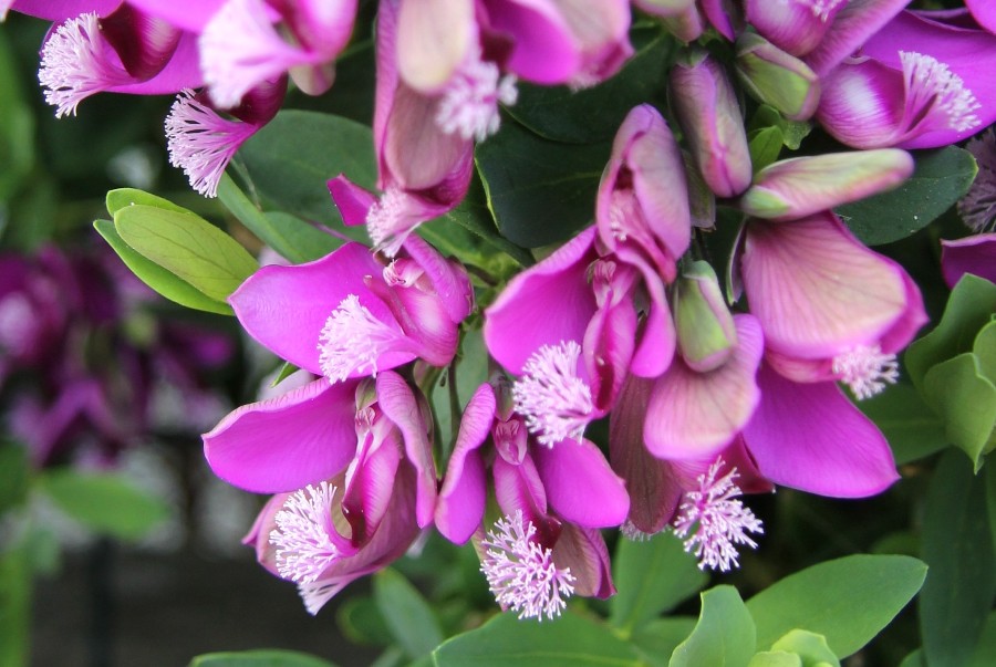 Image of Polygala myrtifolia specimen.