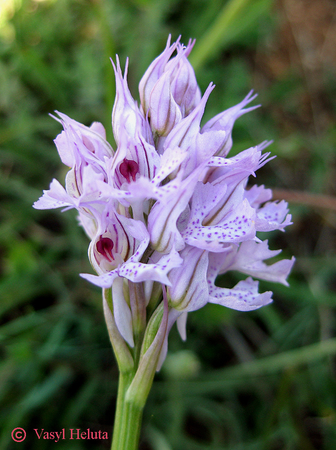 Image of Neotinea tridentata specimen.