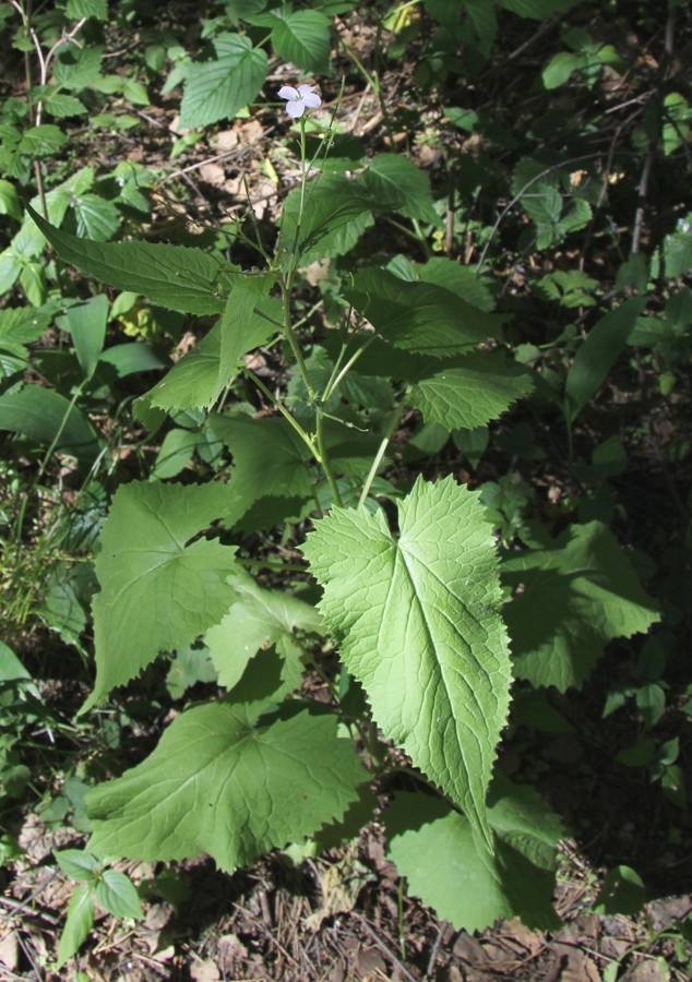 Изображение особи Lunaria rediviva.