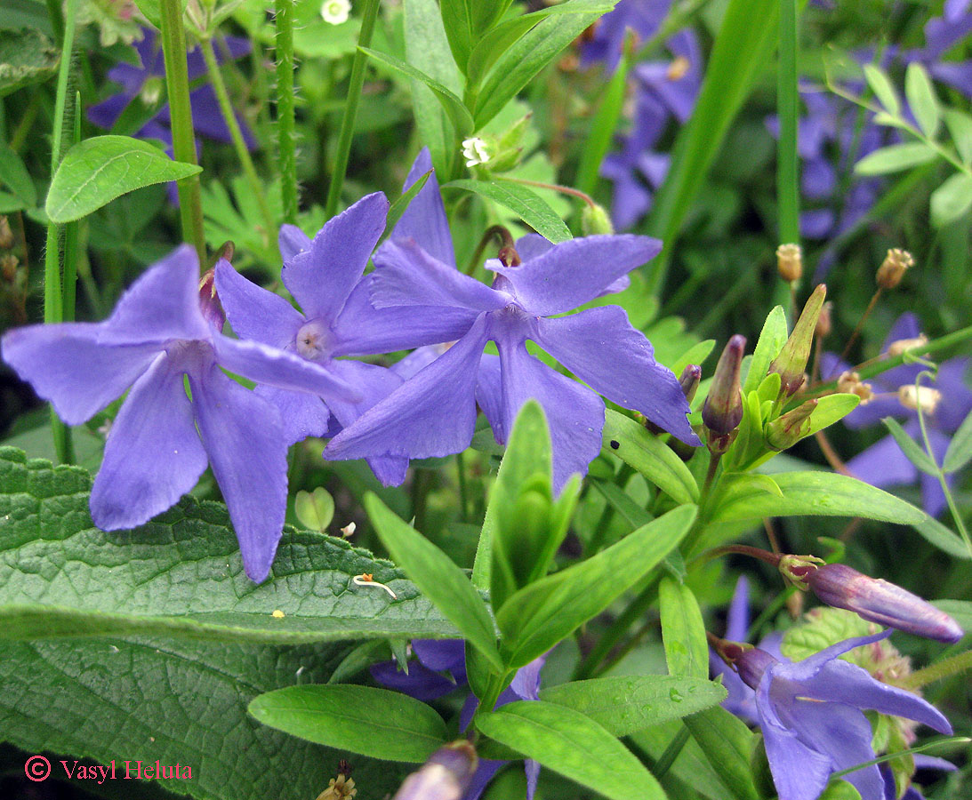 Image of Vinca herbacea specimen.