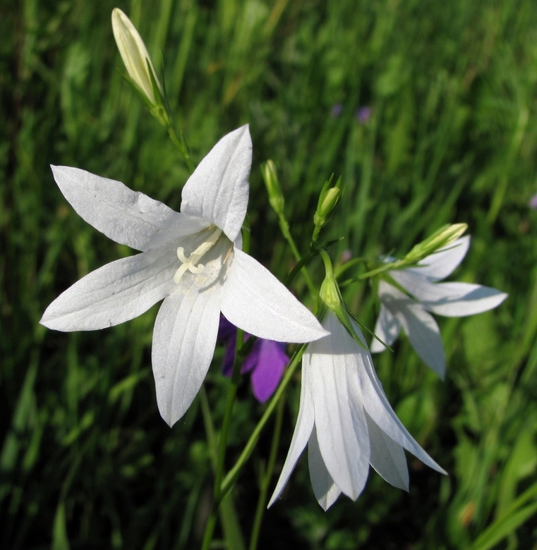 Image of Campanula patula specimen.