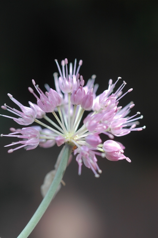 Image of Allium hymenorhizum specimen.