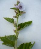 Althaea officinalis. Верхушка отцветающего растения. Новосибирская обл., Карасукский р-н, окрестности бывшего с. Баское, берег канала. 26.07.2011.